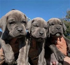 Kwaliteit Cane Corso Puppies.