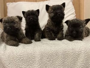 Cairn Terrier-puppy's. - 0