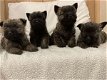 Cairn Terrier-puppy's. - 0 - Thumbnail