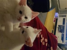 Prachtige Turkse Angora Kittens.