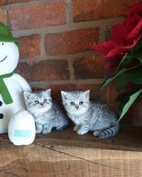 Mooie zilvergevlekte Brits korthaar kittens