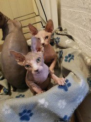 Canadese Sphynx Kittens beschikbaar. - 0