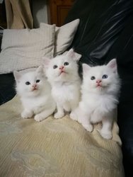 Super lang pluizig haar Turkse Angora kittens