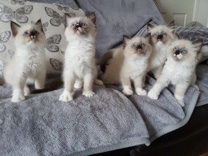 Fantastisch mooie ragdoll kittens. - 0