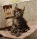 Prachtig Maine coon kittens. - 0 - Thumbnail