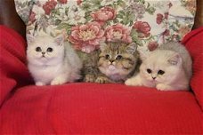 Exotische Kittens klaar voor een nieuw huis.