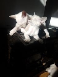 Siamese Kittens beschikbaar voor een nieuw huis - 0