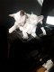 Siamese Kittens beschikbaar voor een nieuw huis - 0 - Thumbnail