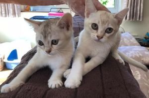 Mooie Birmese kittens beschikbaar. - 0