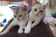 Mooie Birmese kittens beschikbaar.