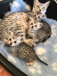 Mooie, speelse en aanhankelijke zilver en rookte Egyptische Mau kittens.