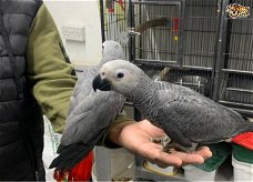 Vriendelijke mannelijke en vrouwelijke Congo Afrikaanse grijze papegaaien