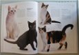 Katzen door Gloria Stephens - 3 - Thumbnail