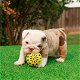 Raszuivere Engelse Bulldog-puppy's - 0 - Thumbnail