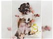 Elke kc geregistreerd chihuahua pups - 0 - Thumbnail