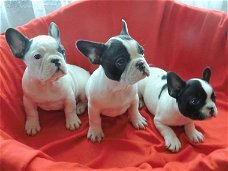  Mooie Franse Bulldog pups