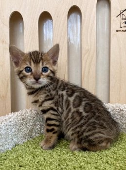 Bengaal kittens de per direct naar een nieuwe mand - 2