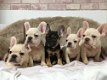 Franse Bulldog-puppy's te koop - 0 - Thumbnail