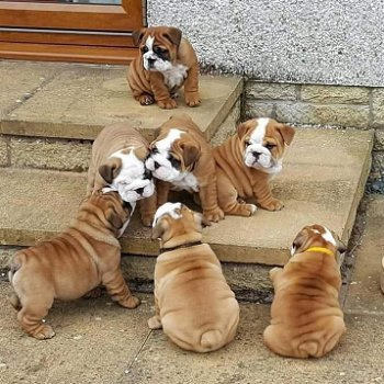 Engelse Bulldog-puppy's te koop - 0