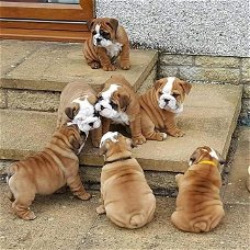 Engelse Bulldog-puppy's te koop