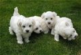 Mini Maltese Puppies Klaar om te vertrekken - 0 - Thumbnail