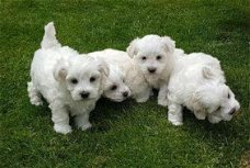 Mini Maltese Puppies Klaar om te vertrekken
