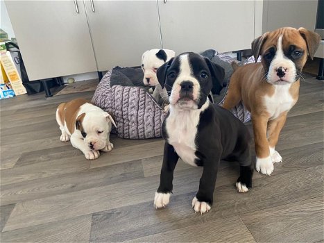 Boxer Puppies te koop - 0