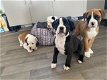 Boxer Puppies te koop - 0 - Thumbnail