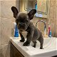 Leuke Franse Bulldog-puppy's te koop - 0 - Thumbnail