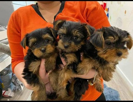 Nette Yorkshire Terrier Welpen zu verkaufen - 1