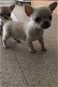 Chihuahua-puppy's te koop - 2 - Thumbnail