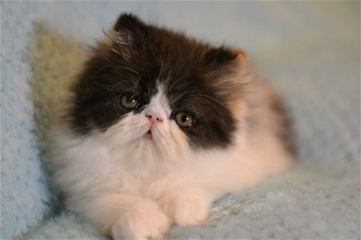 Absoluut verbluffende Perzische kittens - 0