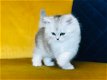 Prachtige Schotse kittens - 0 - Thumbnail
