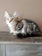 Schattige Siberische Kittens - 0 - Thumbnail