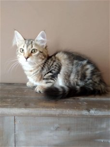 Schattige Siberische Kittens