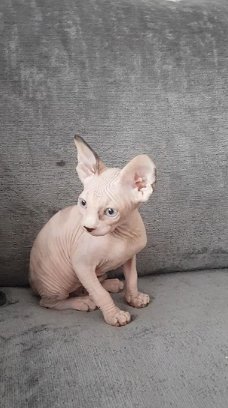 Mooie Sphynx Kittens