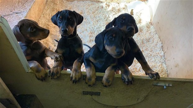 Mannelijke en vrouwelijke Dobermann-puppy's - 0