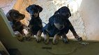 Mannelijke en vrouwelijke Dobermann-puppy's - 0 - Thumbnail