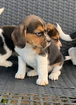 Mooie Beagle-puppy's - 0