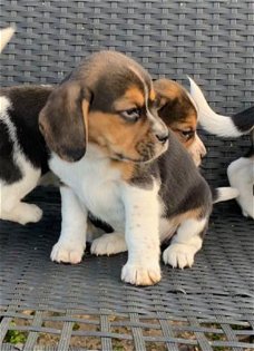 Mooie Beagle-puppy's