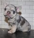 Kwaliteit Franse Bulldog-puppy's - 0 - Thumbnail