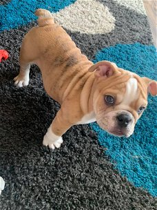 Mooie Britse Bulldog-puppy's