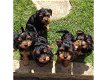 Schattige theekopje Yorkie Puppies te koop - 0 - Thumbnail