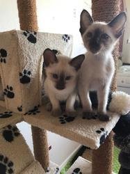Mooie Siamese kittens.