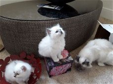 Stamboom Birmaan Kittens