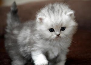 Extreem Hartelijk Chinchilla Perzisch kittens. - 0