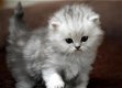 Extreem Hartelijk Chinchilla Perzisch kittens. - 0 - Thumbnail