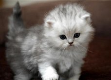 Extreem Hartelijk Chinchilla Perzisch kittens.