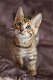 Stamboom bruine Bengaalse Kittens. - 0 - Thumbnail