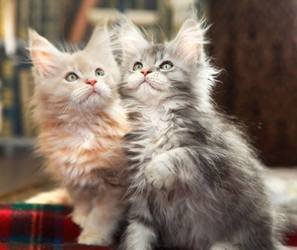 Familie Maine Coon-kittens beschikbaar. - 0
